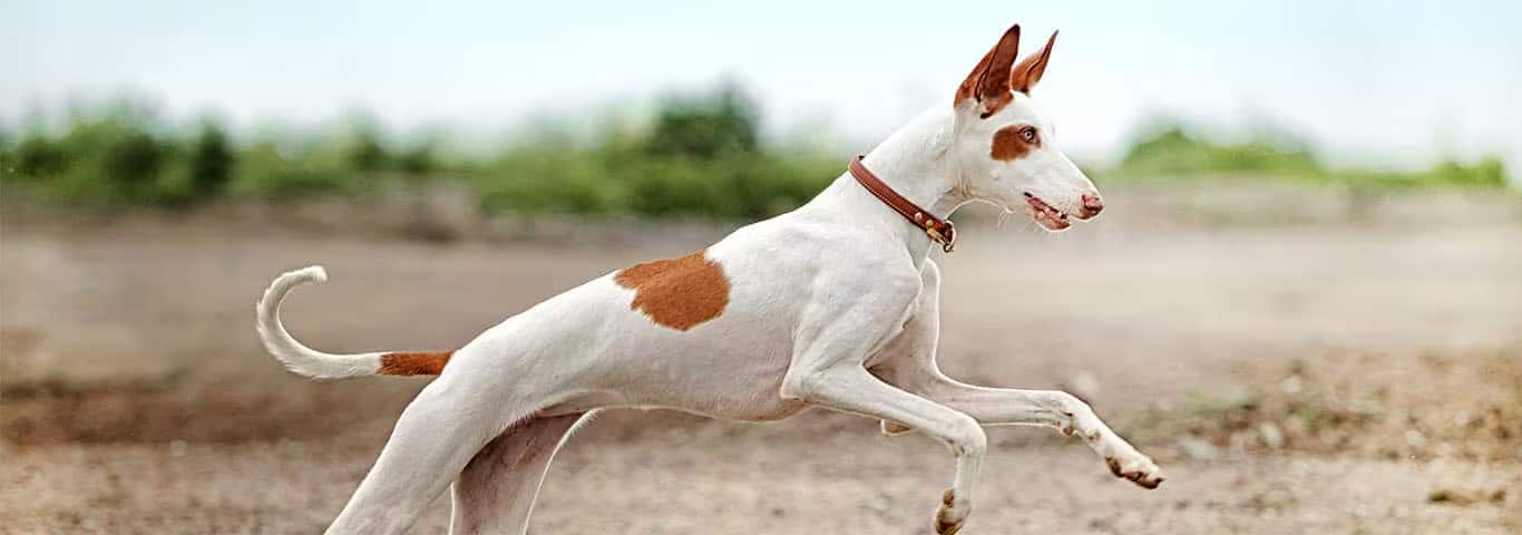 Foto de um cão de caça de Ibiza