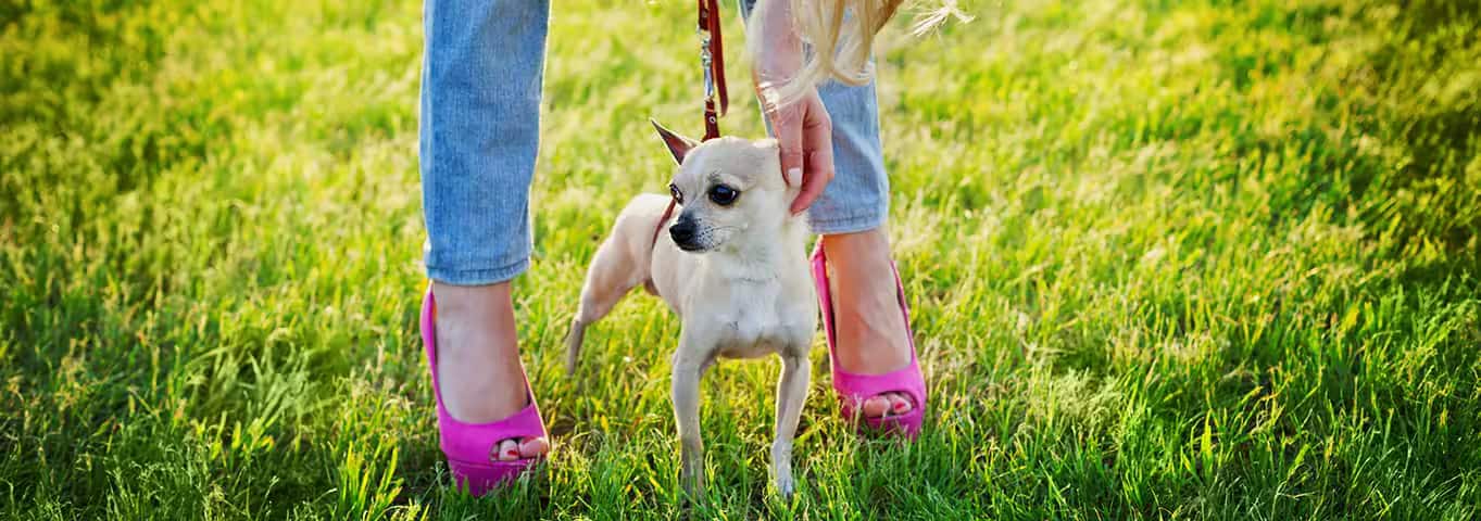 Foto de um cachorro Chihuahua