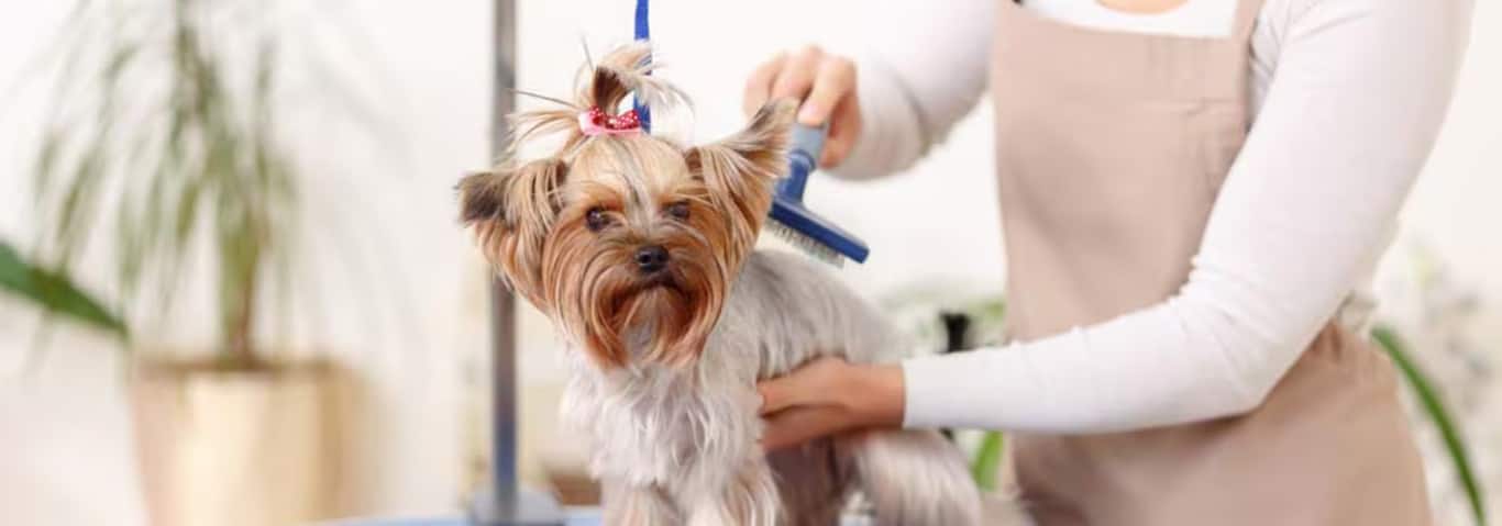 Foto de um cão Yorkshire Terrier