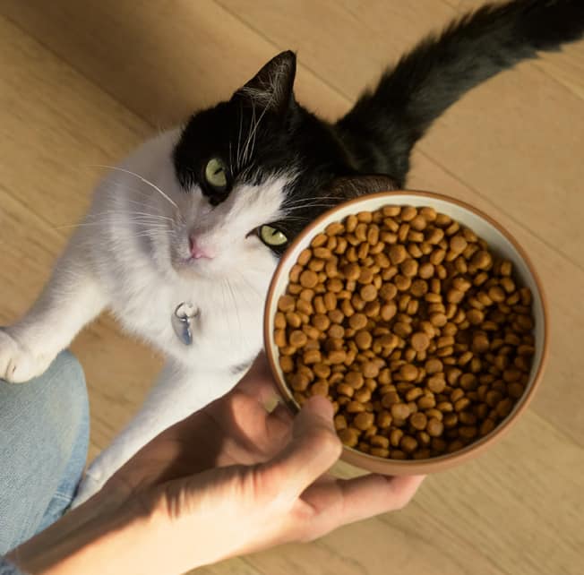 Um gato olhando para uma tigela de comida de gato.
