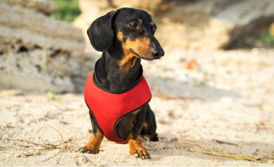 Cão da raça Dachshund em um arreio vermelho