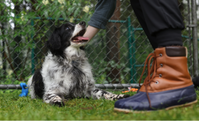 Cachorro pequeno feliz sendo acariciado no quintal