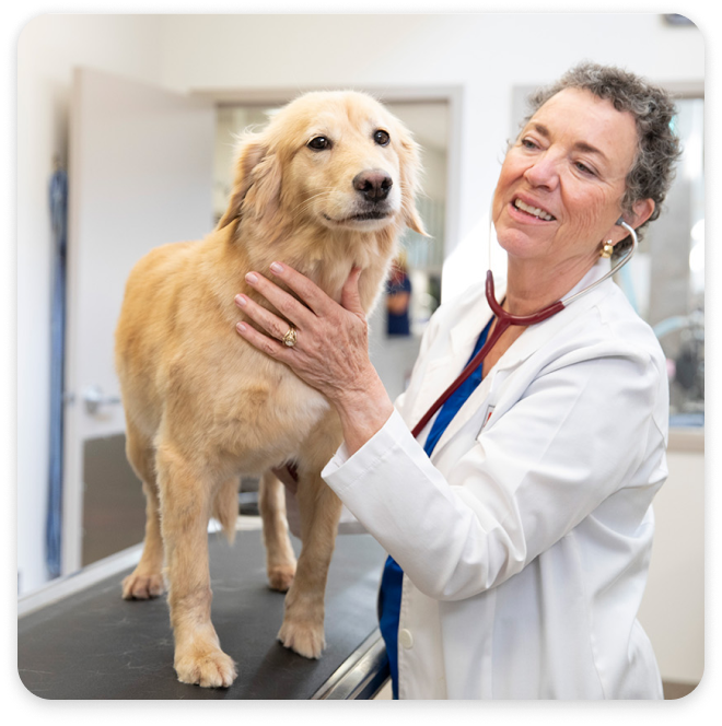Golden Retriever em uma mesa veterinária ao lado do veterinário