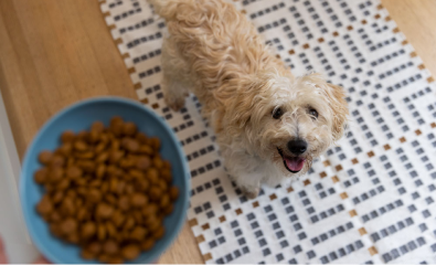 Cão olhando para uma tigela de ração