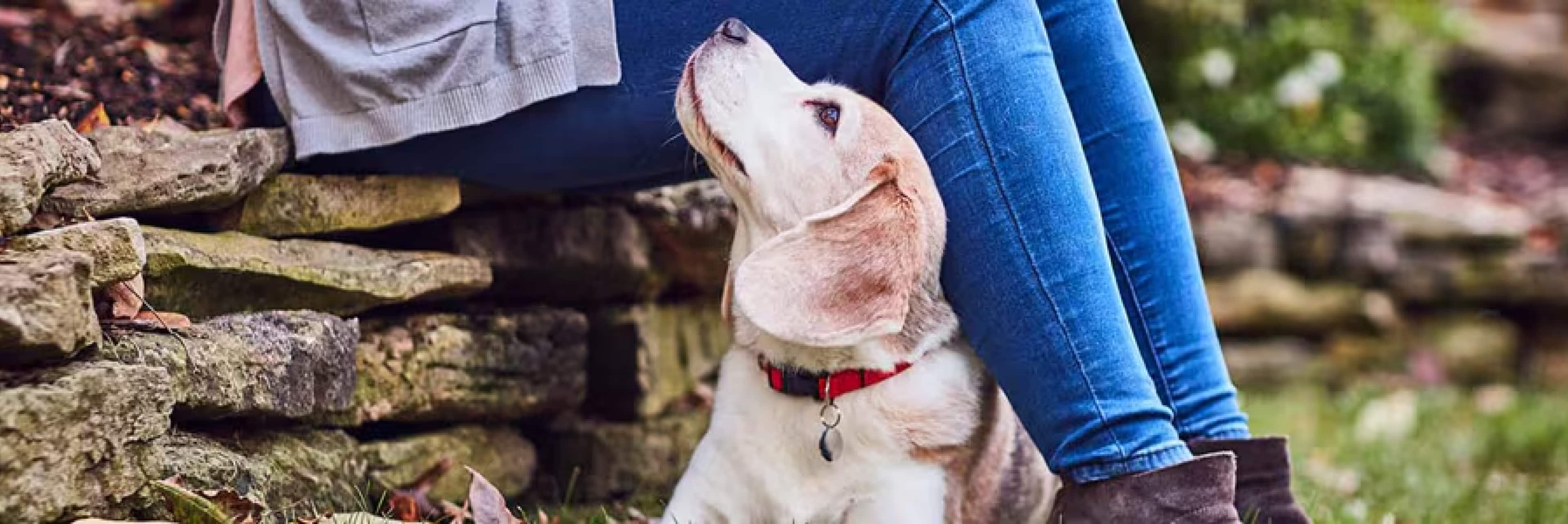 Cachorro olhando amorosamente para o dono