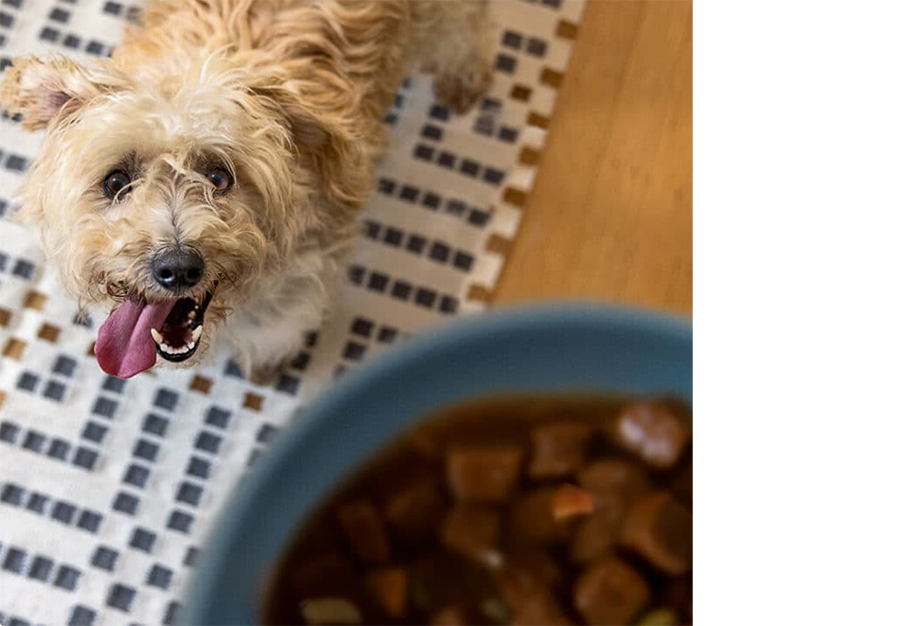 Cachorro olhando para uma tigela de comida de cachorro