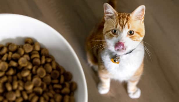Um gato branco e marrom olha para uma tigela de ração seca para gatos]