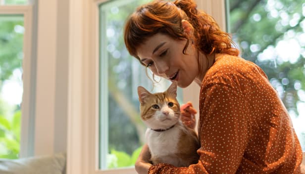 Um gato marrom e branco  no colo de uma mulher