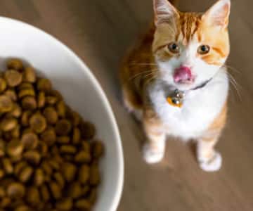 Um gato branco e marrom olha para uma tigela de ração seca para gatos