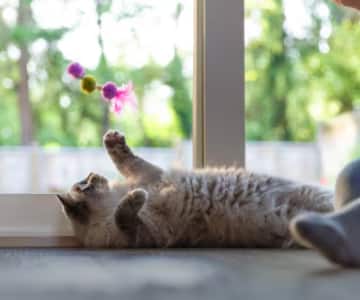 Um gato cinza deitado ao lado de uma janela olhando para um brinquedo