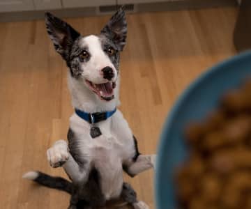Um cão muito animado se senta para comer a comida em uma tigela azul