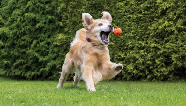 Um Golden Retriever salta para pegar uma bola laranja em sua boca