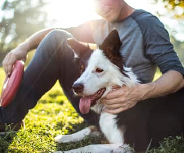 Um homem senta-se na grama com o sol atrás dele e sorri enquanto acaricia seu Border Collie preto e branco