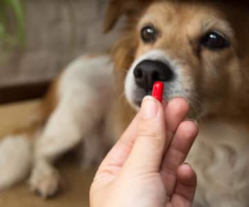 Cão prestes a tomar um remédio da mão de uma pessoa