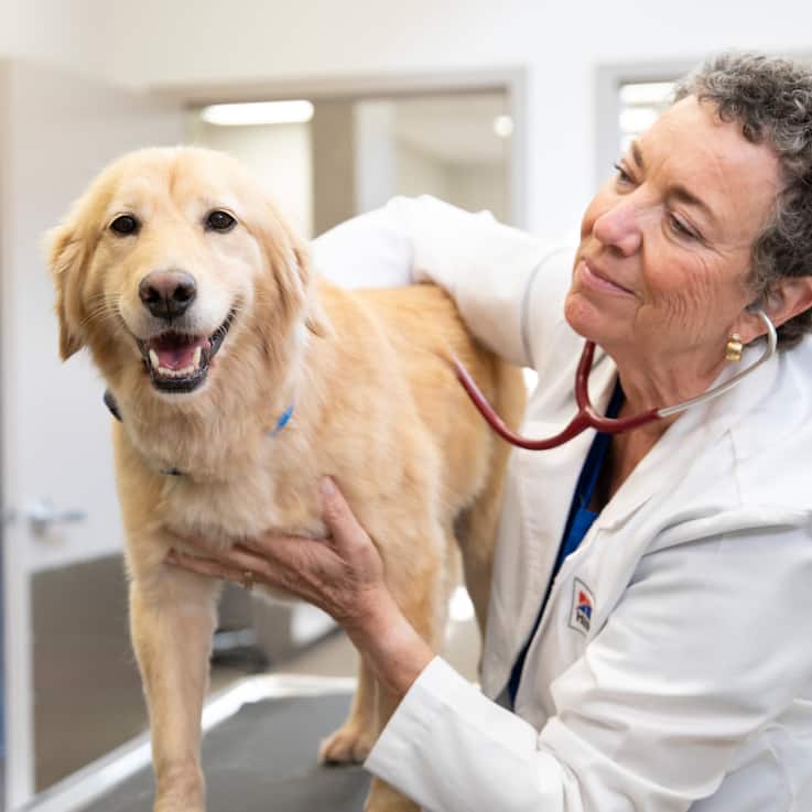 Veterinário examinando um golden retriever feliz