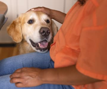 Uma mulher acaricia um golden retriever feliz