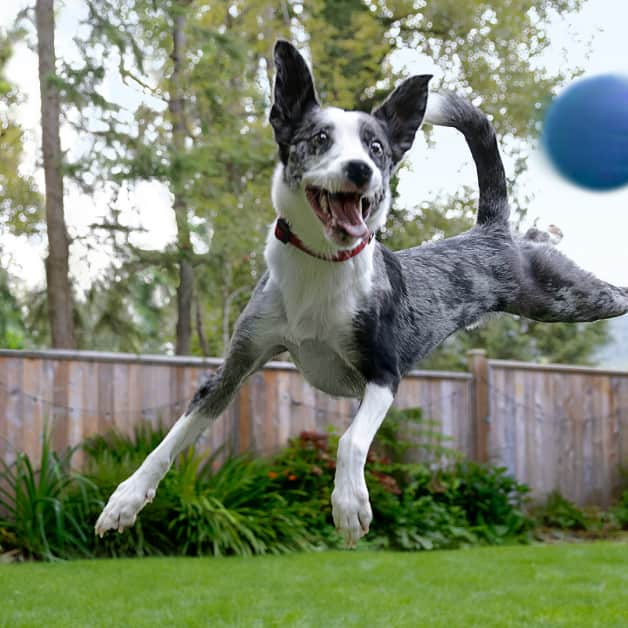 Um Border Collie preto e branco salta alto no ar