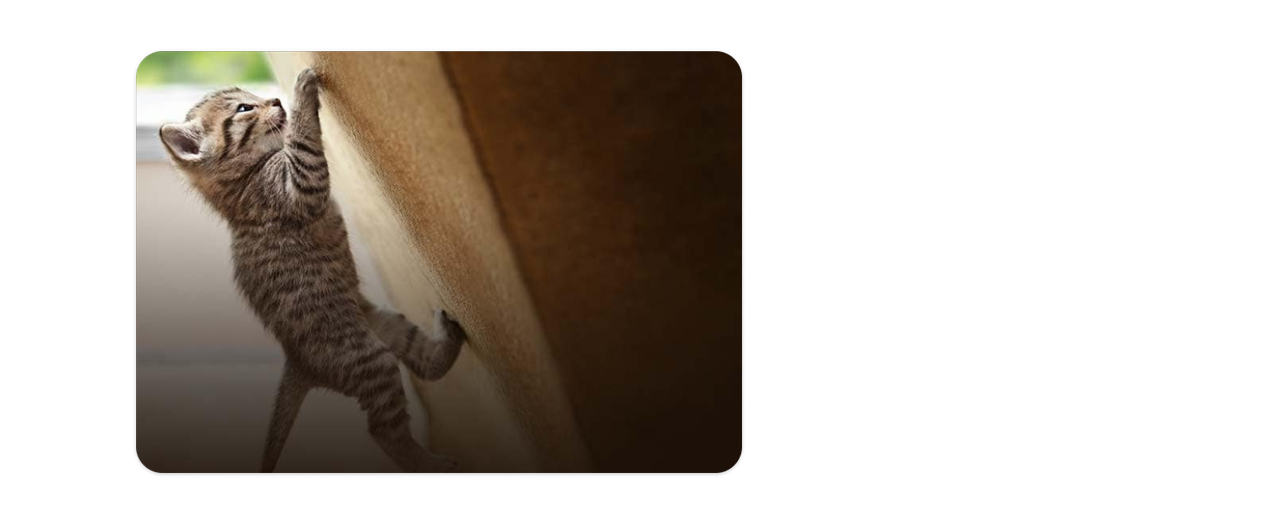 Um filhote de gato escalando um brinquedo de gato