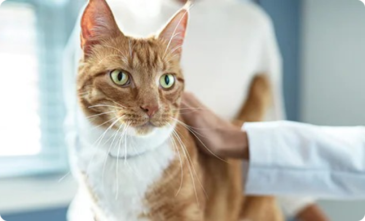 Gato em clínica veterinária