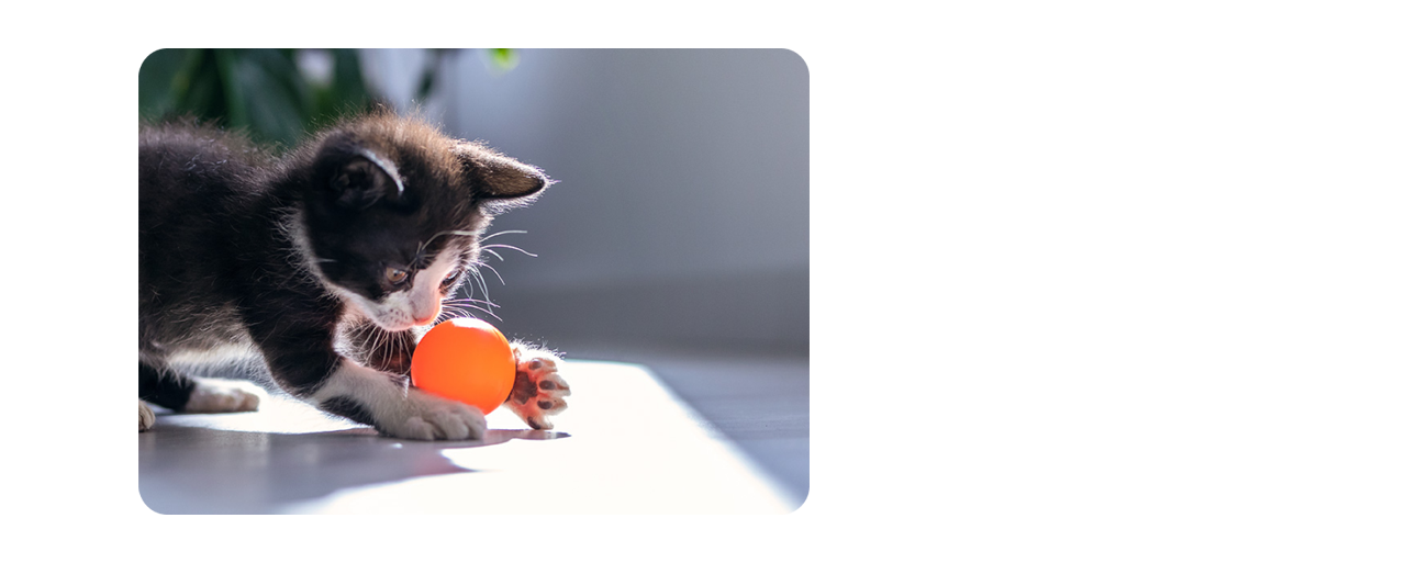 Um gatinho preto brincando com uma bola laranja]