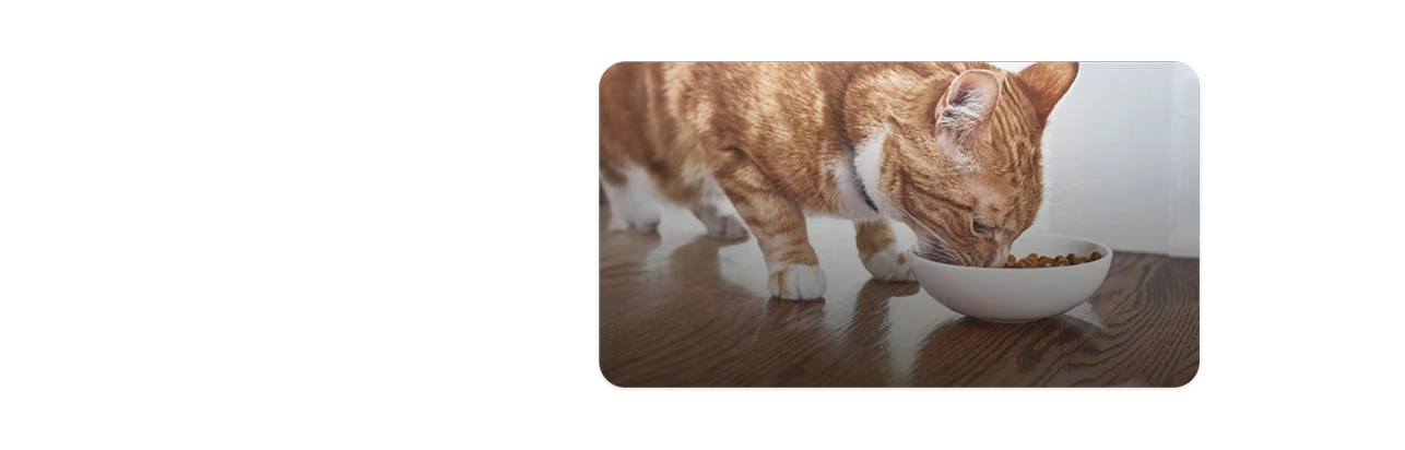 Um gatinho laranja e branco comendo comida de gato