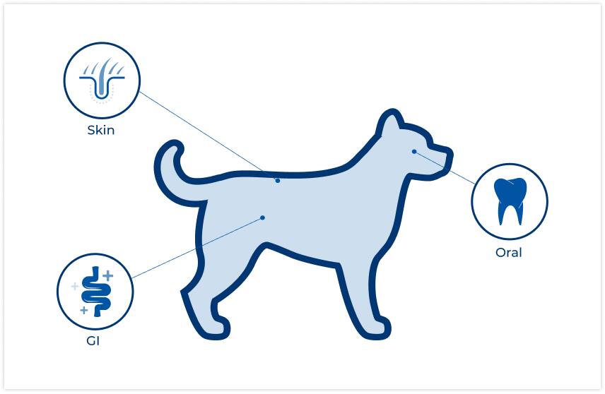  Localização de microbiomas em cães