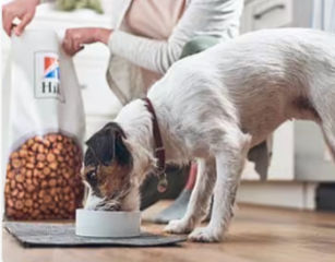 Cachorro comendo comida da Hill's Pet