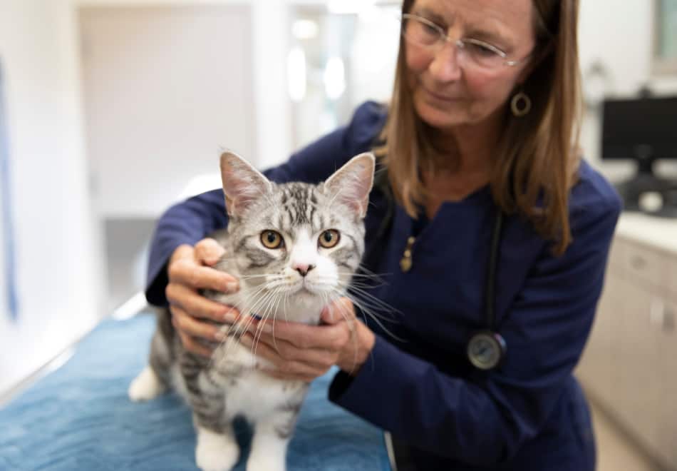 Gato com veterinário
