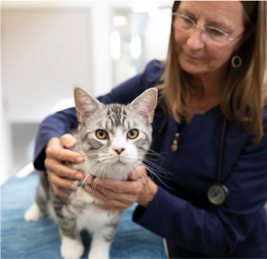 Gato com veterinário