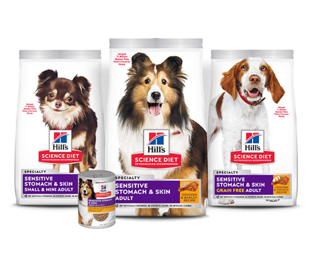 Alimentos para cães com saúde digestiva