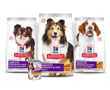Alimentos para cães com saúde digestiva