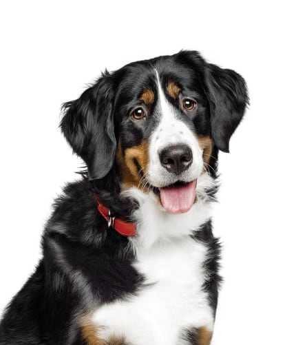 Cão