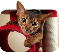 Uma imagem de um gato para indicar que você tem um gato como o tipo de animal de estimação que você tem.