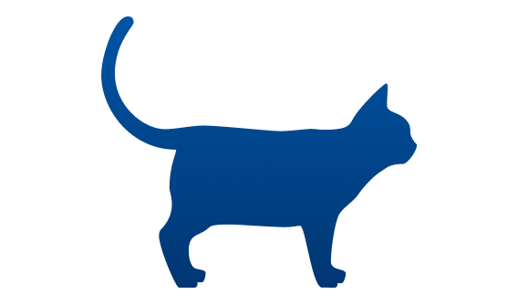 Gato acima do peso