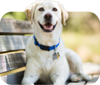 Uma imagem de um cachorro para indicar que você tem um cachorro como o tipo de animal de estimação que você tem.