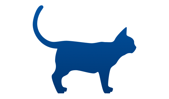 peso ideal do gato