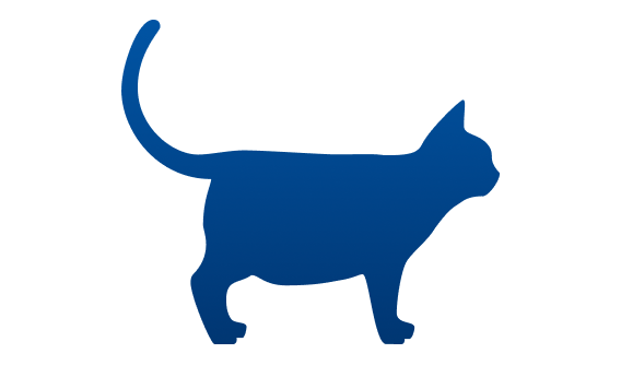 Gato com sobrepeso