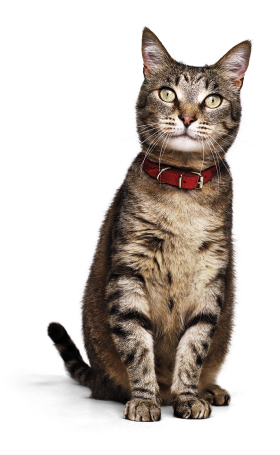 Um gato com coleira vermelha