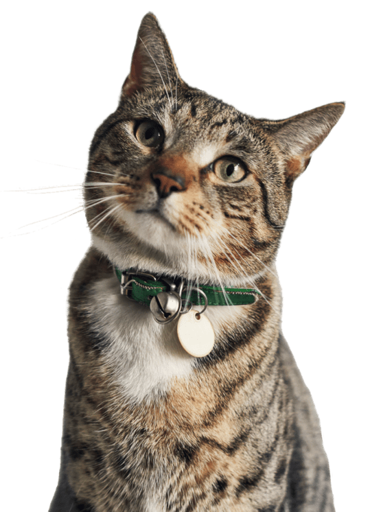Gato olhando ao redor