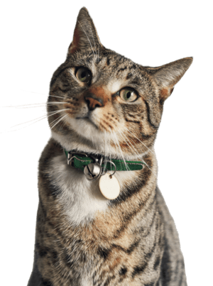 Gato olhando ao redor