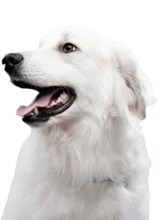 cachorro branco