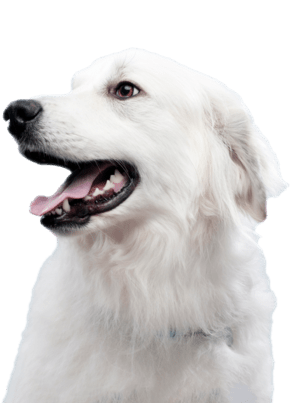 cachorro branco