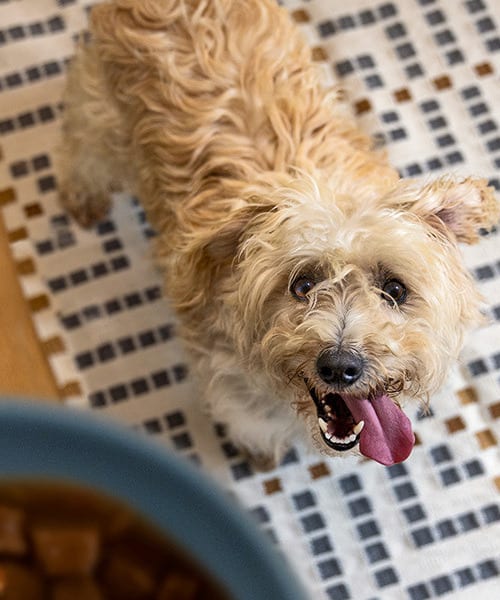 Um cão pequeno olhando para uma tigela de ração para cães