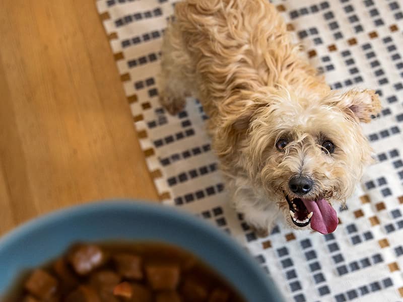 Um cão pequeno olhando para uma tigela de ração para cães