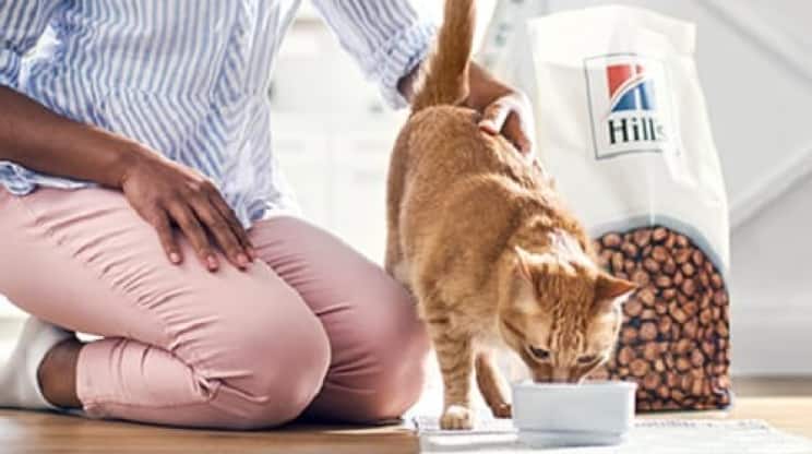 Um gato comendo comida de gato Hill's Pet