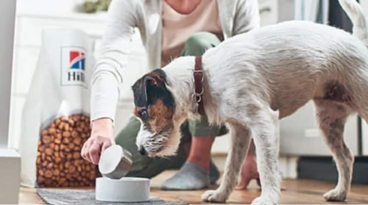 Um cão comendo a ração Hill's Pet