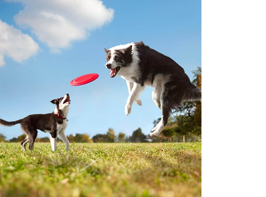 Dois cães brincando com um disco em um campo