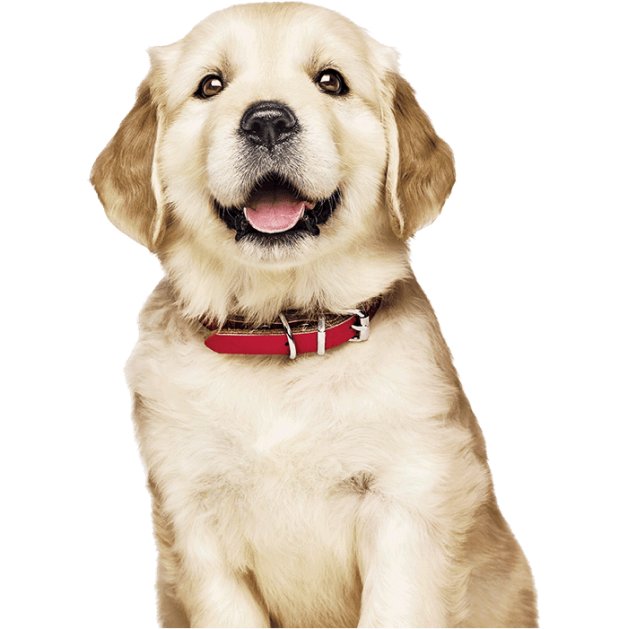 Filhote de golden retriever