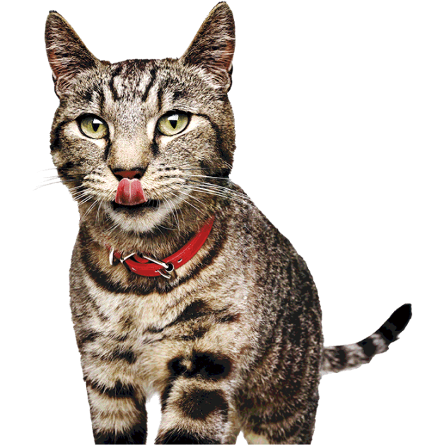 Gato lambendo os lábios