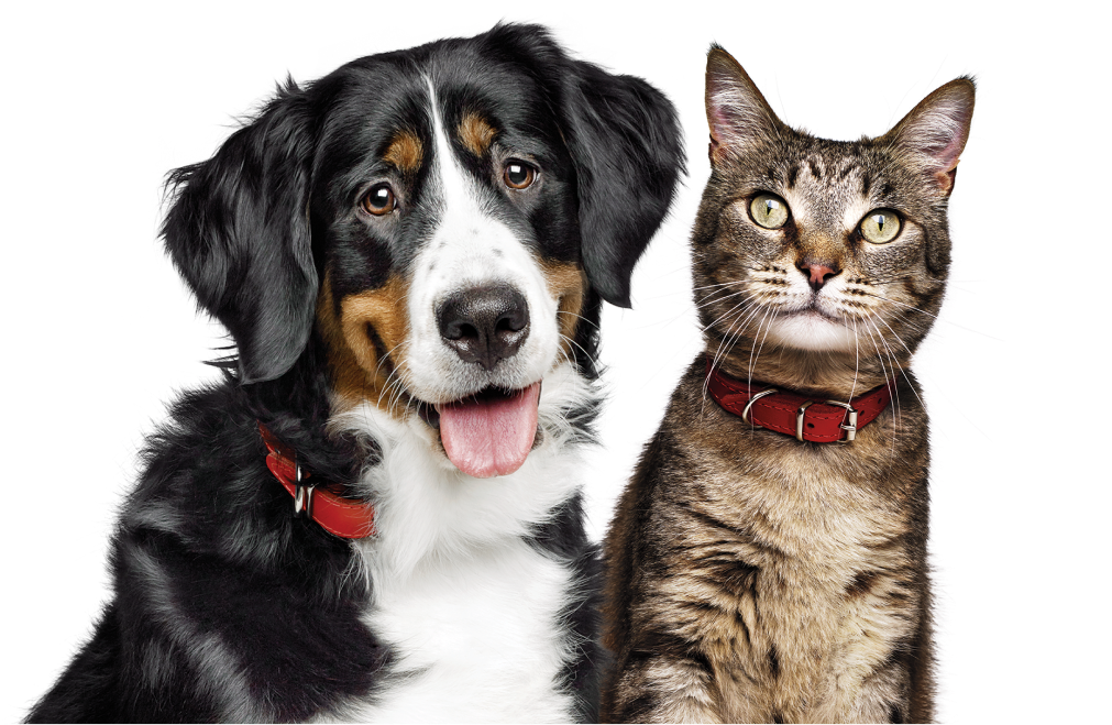 Um cachorro e um gato